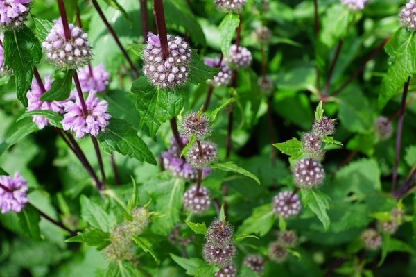 algunos-usos-del-aceite-esencial-de-menta-04