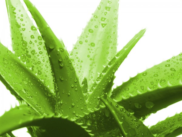 Aloe vera cabello